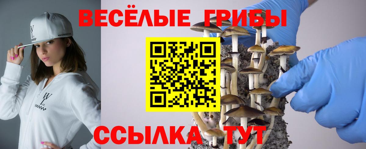 Псилоцибиновые грибы прущие грибы  Вход с VPN  Отрадное 